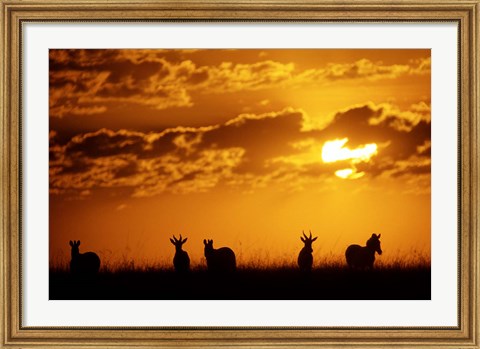 Framed Common Burchelli&#39;s Zebras and Topi, Masai Mara Game Reserve, Kenya Print