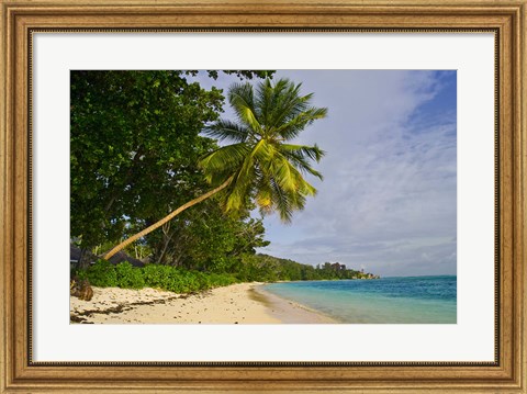Framed Leaning palm. Anse-Source D&#39;Argent Beach, Seychelles, Africa Print