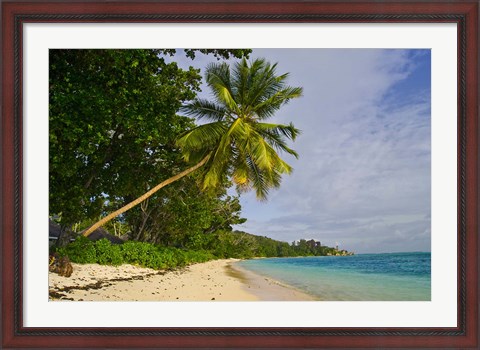 Framed Leaning palm. Anse-Source D&#39;Argent Beach, Seychelles, Africa Print