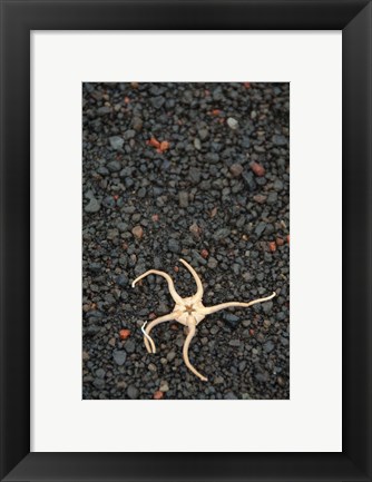 Framed Antarctica, Deception Isl, Starfish Marine Life Print