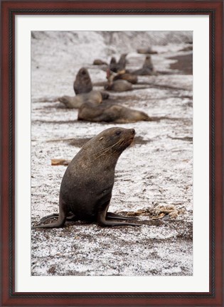 Framed Antarctica, Deception Island Antarctic fur seal Print