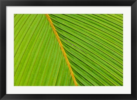 Framed Flora, Palm Frond on Fregate Island, Seychelles Print