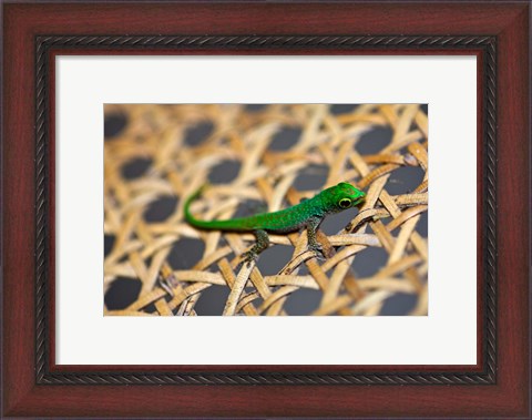 Framed Gecko lizard, Seychelles Print