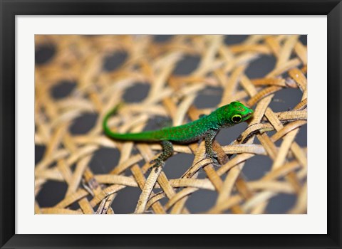 Framed Gecko lizard, Seychelles Print