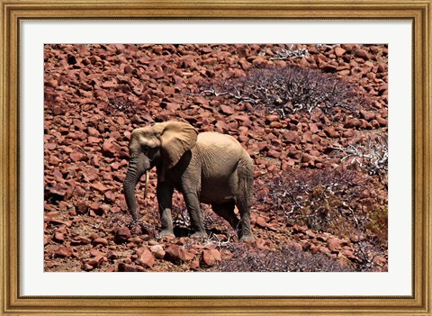 Framed Africa, Namibia, Puros. Desert dwelling elephants of Kaokoland. Print