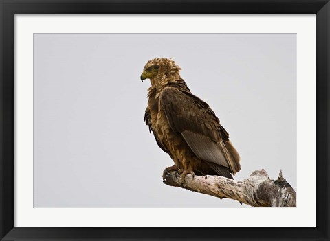 Framed Africa. Tanzania. Bateleur Eagle at Tarangire NP Print