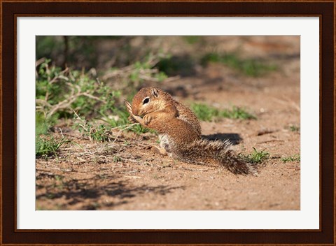 Framed African Ground Squirrel Wildlife, Kenya Print