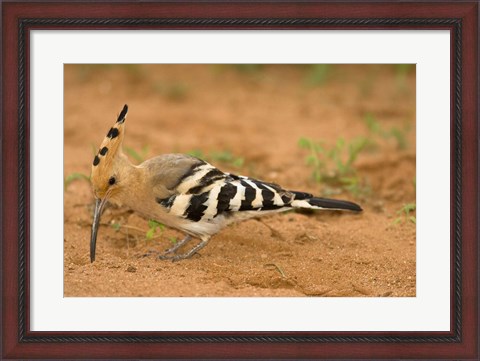 Framed African Hoopoe wildlife, Masai Mara, Kenya Print