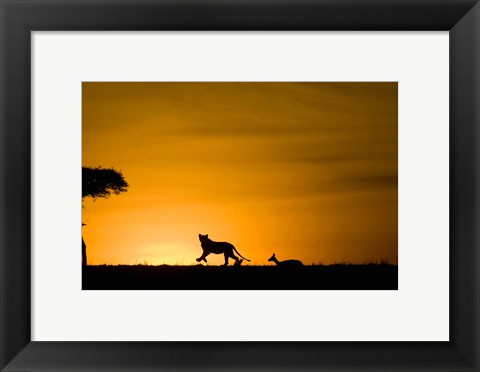 Framed African Lion Chasing Gazelle, Masai Mara, Kenya Print