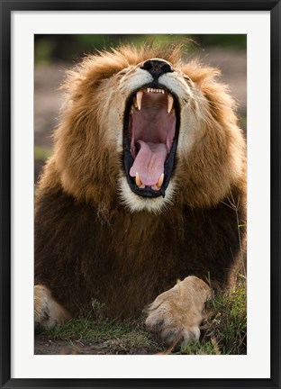 Framed African Lion, Masai Mara GR, Kenya Print