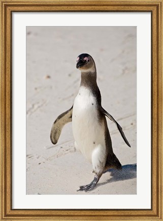 Framed African Penguin, Boulders beach, South Africa Print