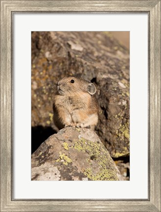 Framed American Pika in rocks, Yellowstone NP, USA Print
