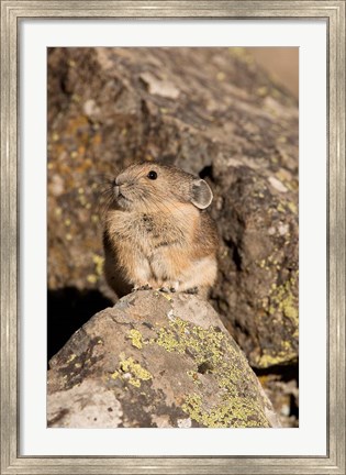 Framed American Pika in rocks, Yellowstone NP, USA Print