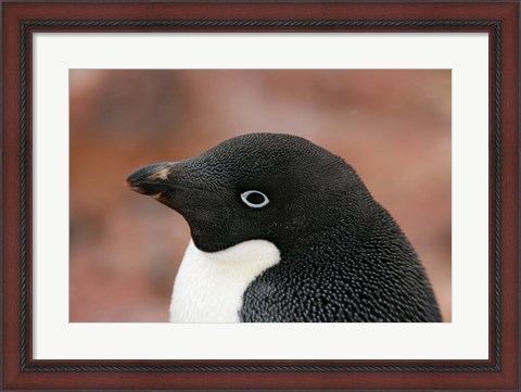 Framed Antarctica, Brown Bluff, Adelie penguin Print