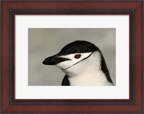 Framed Antarctica, Half Moon Island, Chinstrap penguin Print