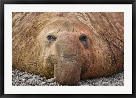 Framed Bull elephant seal, South Georgia Island, Antarctica Print