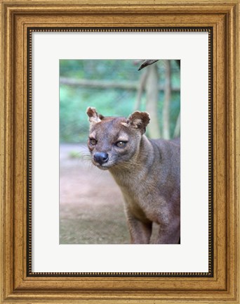 Framed Carnivore in Madagascar, related to a mongoose Print