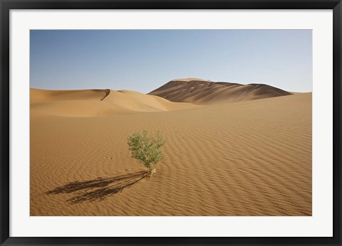 Framed China, Gansu Province. Lone plant casts shadow on Badain Jaran Desert. Print