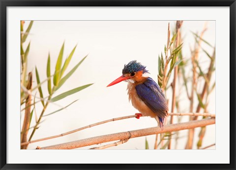 Framed Close-up of Malachite kingfisher, Chobe National Park, Botswana Print