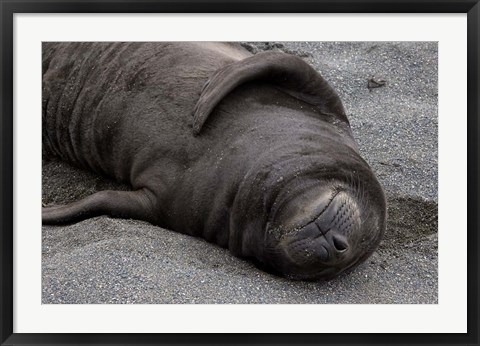 Framed Elephant Seal Pup Sleeps on Beach, South Georgia Island, Antarctica Print