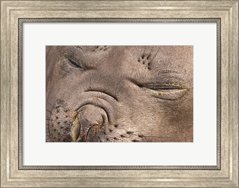 Framed Female elephant seal, South Georgia Island, Antarctica Print
