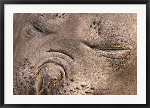 Framed Female elephant seal, South Georgia Island, Antarctica Print