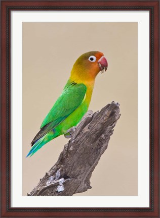 Framed Fischer&#39;s Lovebird tropical bird, Ndutu, Tanzania Print