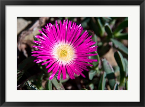 Framed Pink Flower, Kirstenbosch Gardens, South Africa Print
