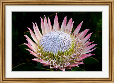 Framed Flowers, Kirstenbosch Gardens, South Africa Print