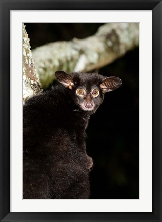 Framed Galago Bushbaby primate, Masai Mara, Kenya Print