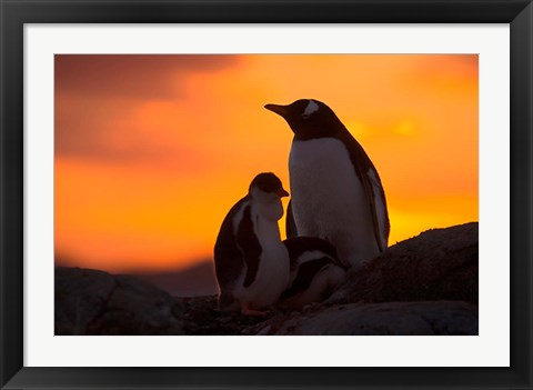Framed Gentoo Penguins Silhouetted at Sunset on Petermann Island, Antarctic Peninsula Print