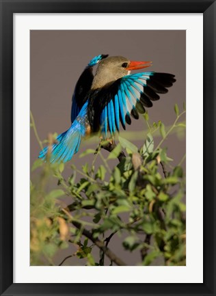 Framed Grey-headed Kingfisher, Masai Mara GR, Kenya Print