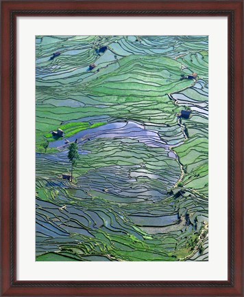 Framed Flooded Tiger&#39;s Mouth Terraces, Yuanyang, Yunnan, China Print