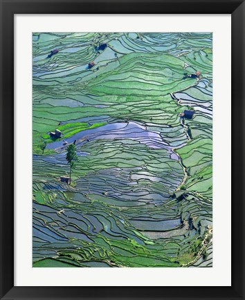 Framed Flooded Tiger&#39;s Mouth Terraces, Yuanyang, Yunnan, China Print
