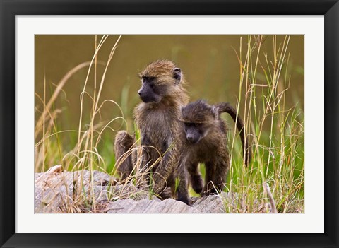 Framed Baboons in the bush in the Maasai Mara Kenya. (RF) Print