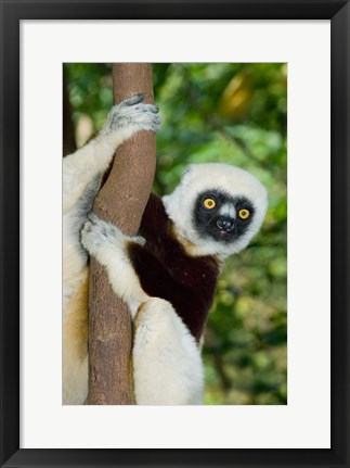 Framed Coquerels Sifaka primate, Ankarafantsika, Madagascar Print