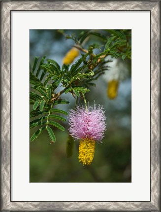 Framed Ethiopia, Arba Minch, Nech Sar, Flora Print