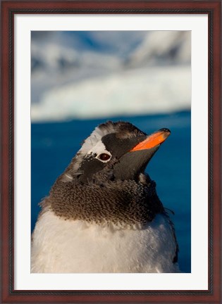 Framed Gentoo penguin chick, Western Antarctic Peninsula Print