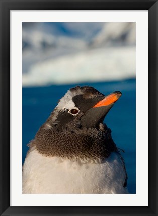 Framed Gentoo penguin chick, Western Antarctic Peninsula Print