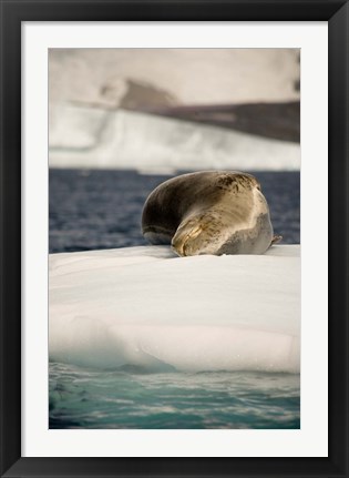 Framed Antarctica. Leopard seal adrift on ice flow. Print