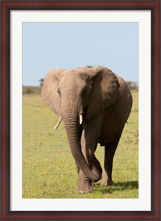 Framed African Elephant, Maasai Mara, Kenya Print