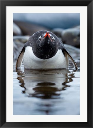 Framed Antarctica, Cuverville Island, Gentoo Penguin in a shallow lagoon. Print