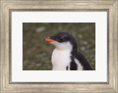 Framed Antarctica, South Shetlands Islands, Gentoo Penguin Print