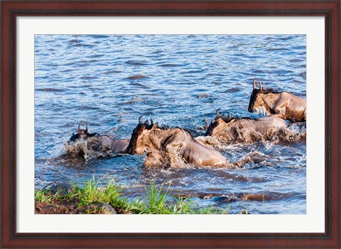 Framed Blue wildebeest crossing the Mara River, Maasai Mara, Kenya Print