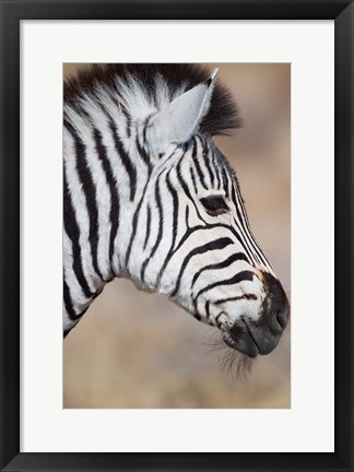 Framed Burchell&#39;s Zebra, Etosha National Park, Namibia Print