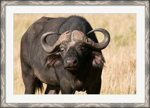 Framed Cape Buffalo, Masai Mara National Reserve, Kenya Print
