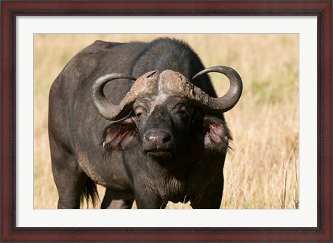 Framed Cape Buffalo, Masai Mara National Reserve, Kenya Print