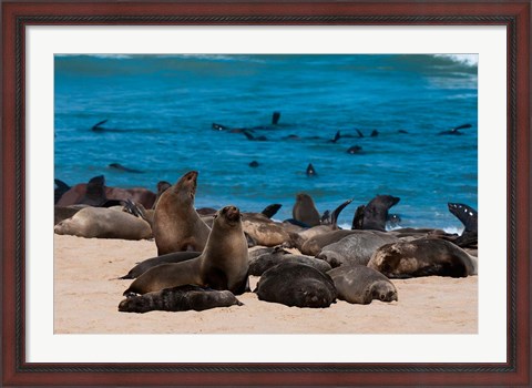 Framed Cape fur seasl, Skeleton Coast NP, Namibia. Print
