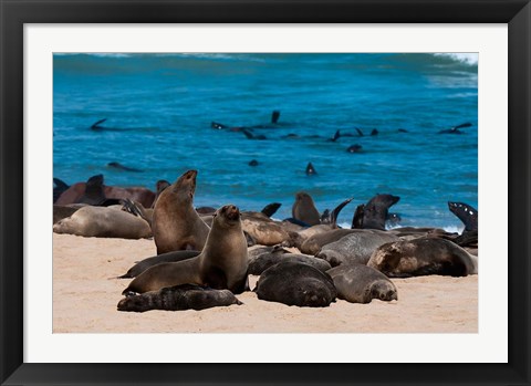 Framed Cape fur seasl, Skeleton Coast NP, Namibia. Print