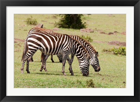 Framed Zebra grazing, Maasai Mara, Kenya Print